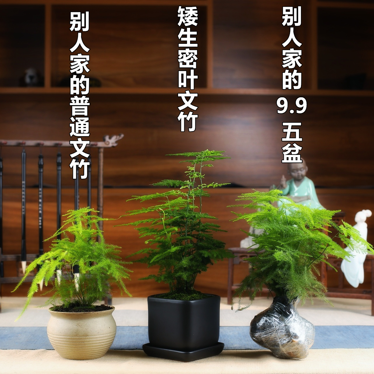 Lùn nhỏ tre nhỏ chậu tre trong nhà hoa màu xanh lá cây cây cảnh đám mây tre bàn trà trang trí hoa chậu vi cảnh - Trang trí nội thất phụ kiện trang trí bàn làm việc