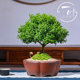 Bodhidharma Jiulixiang Taiwan introduces desk desktop small leaf potted green plants miniature Zen bonsai to purify the air