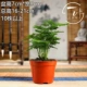 Lùn nhỏ tre nhỏ chậu tre trong nhà hoa màu xanh lá cây cây cảnh đám mây tre bàn trà trang trí hoa chậu vi cảnh - Trang trí nội thất