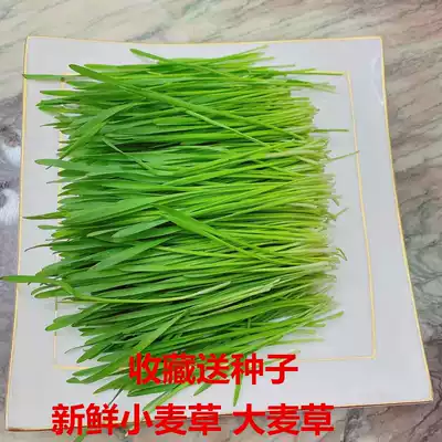 Selenium-enriched fresh barley grass wheat straw barley seedlings wheat seedling juice Youth League farmers planting enzyme high alkali