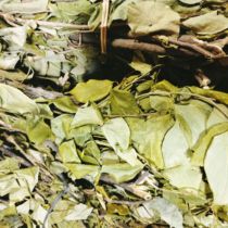 Putian Egg Grass Boiled Eggs Turn Yellow Grass Dry Dragon Boat Festival Egg Grass Baby Family Bath Vanilla