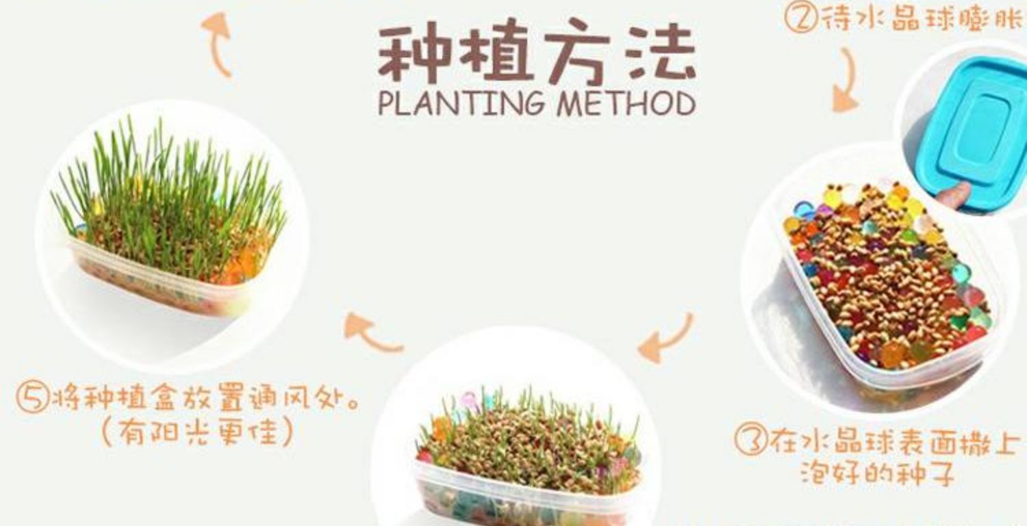 Lúa mì hạt giống cỏ mèo đặt thủy canh đất trồng cây trong chậu chậu cỏ mèo mèo xong mèo ăn nhẹ - Đồ ăn nhẹ cho mèo đồ ăn cho mèo