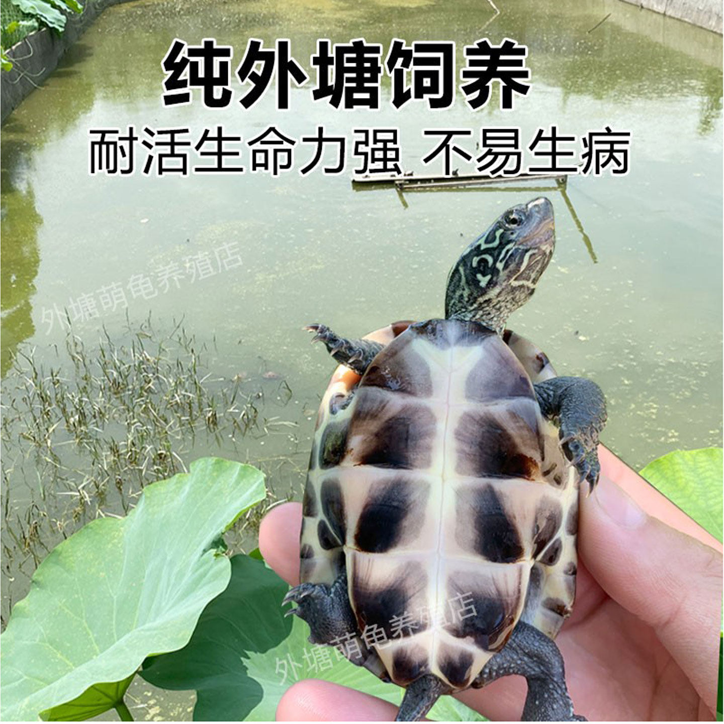 🐢揭秘!中华草龟金线小乌龟苗,家养宠物龟界的“龟”才!👑-龟/鳖-淘宝好物网