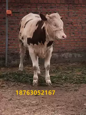 Horse and cow collars Simple cow bridle bridle cover Tied cow rope Hand woven cow and horse bridle rope Tied cow rope Tied horse rope