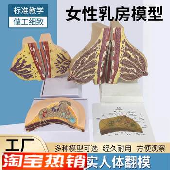 Female lactation breast model breast anatomy breast model maternal and infant care confinement nanny training model