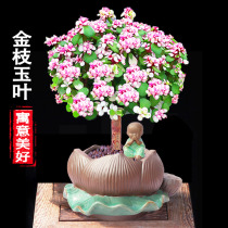 Earth culture plant Outdoor Golden Branch Jade Leaf Potted Multi Meat Old Pile Modelling Hydroponic Flower Season Plant Small Potted Plant