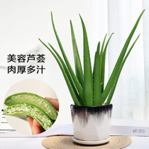 Aloe Vera Potted Green Plant Indoor Plant Potted Small Basin Suction Formaldehyde Office Desktop Potted Green Plant Good Raise