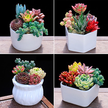 Multi Meat Potted Plant Package Indoor Desk Desk Desk Book Case Good Care With Pelvic Meat Flower Radiation Protection Rare