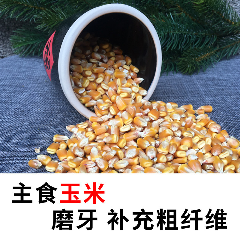 Chinchilla squirrel flying squirrel hamster grain dry corn kernels eat snacks molar food staple food staple food