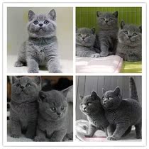 Thoroughbred English Short Kitty Beauty Short Pet Cat Home Living Blue Fatty Meow British Shorthair Cat Blue Cat