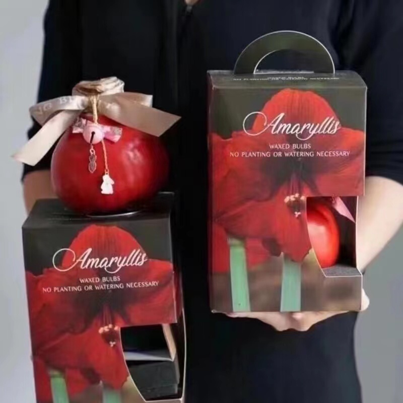 Imported Peruvian Wax-Sealed Amaryllis Wax Ball Flowers, Lazy Plants That Bloom When Exposed to Air, Creative Gift for Christmas and Qixi Festival