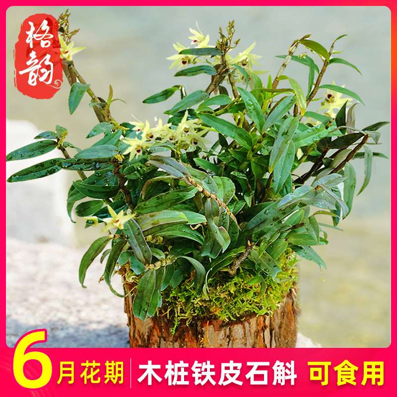 Large share of wood pile dendrobium can be eaten for planting good 3 years Chinese herbal medicine Miao flower dendrobium Langko Basin