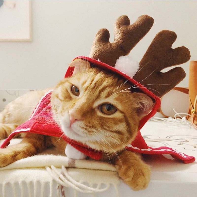 Cat hat headgear funny headdress pet Christmas hat dog cute funny New Year Christmas dress cloak