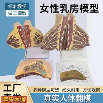 Female lactation breast model breast anatomy breast model maternal and infant care confinement nanny training model