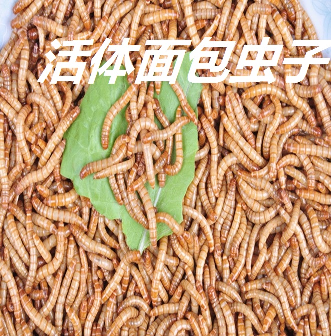 Breadworm Live mealworm Reptile feed Parrot starling thrush Turtle bait Bread worm feed