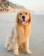 Kennel golden retriever puppies purebred live Labrador dogs live cubs small golden retriever puppies pet dogs medium-sized dogs