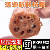 Authentic Honghu powder root Lotus Root fresh soup now dug powder glutinous rice root Hubei specialty vegetables 5kg 3