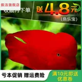 ' Wantana Fish Fortune God Parrot Fish Blood Parrot Fish Living Император Попугающий