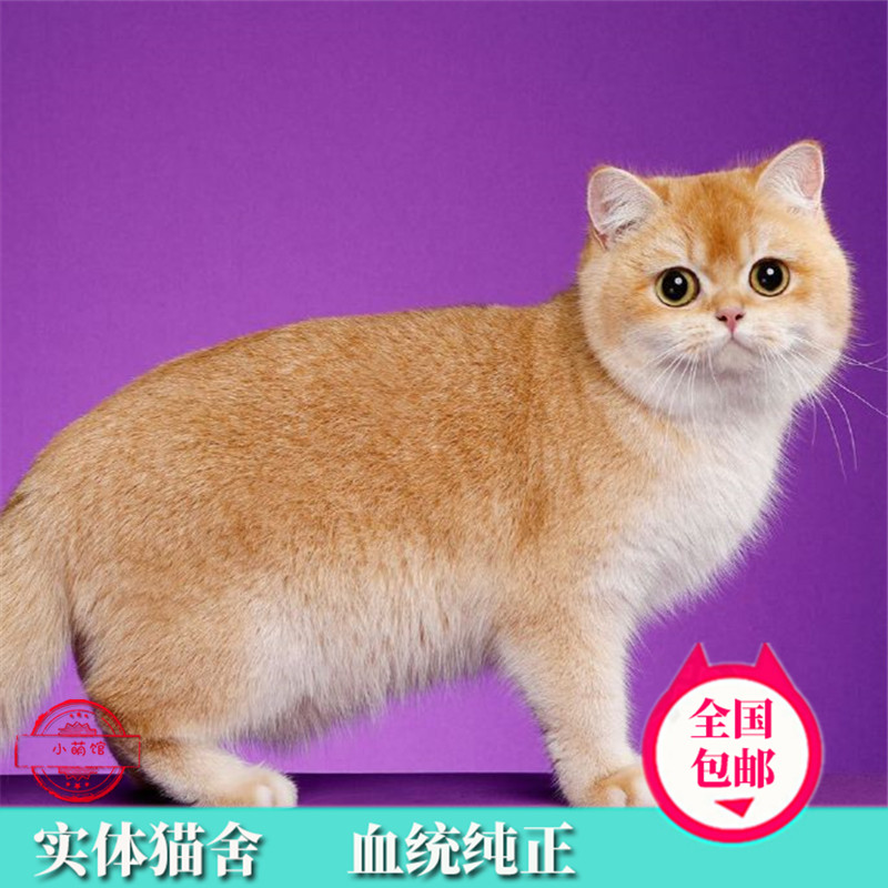 Gold gradient English short gold gradient kitten cub NY12 color pure seed gradient pet cat British short-haired cat gold gradient