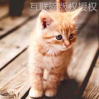 Chinese orange and white cat mouser civet cat