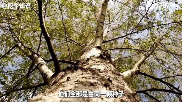 树到底有没有寿命极限? - 话题PK - 淘江湖