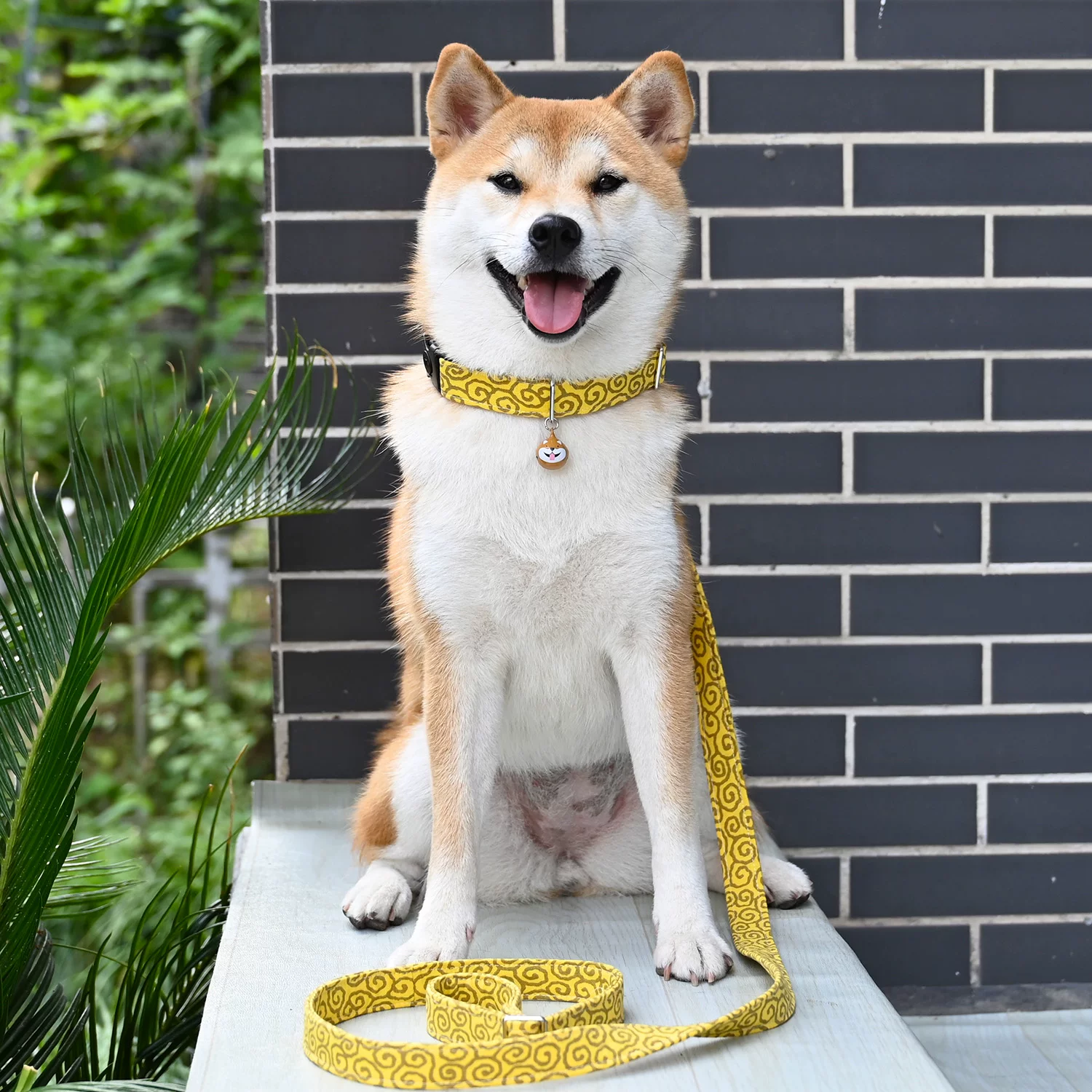 «/Rui Chai Limited/Yellow Tang Grass pattern Japanese -style collar neck Circle Circles Triangle Triangular Bare Shiba Inu Dog Traction Rope»
