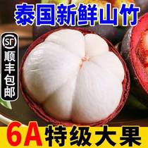 (Shunfeng cold chain) Spot Thailand Imports Mountain Bamboo 5 catties Big fruits Fresh off Season Food