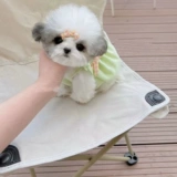 Платье из тыквы -буд