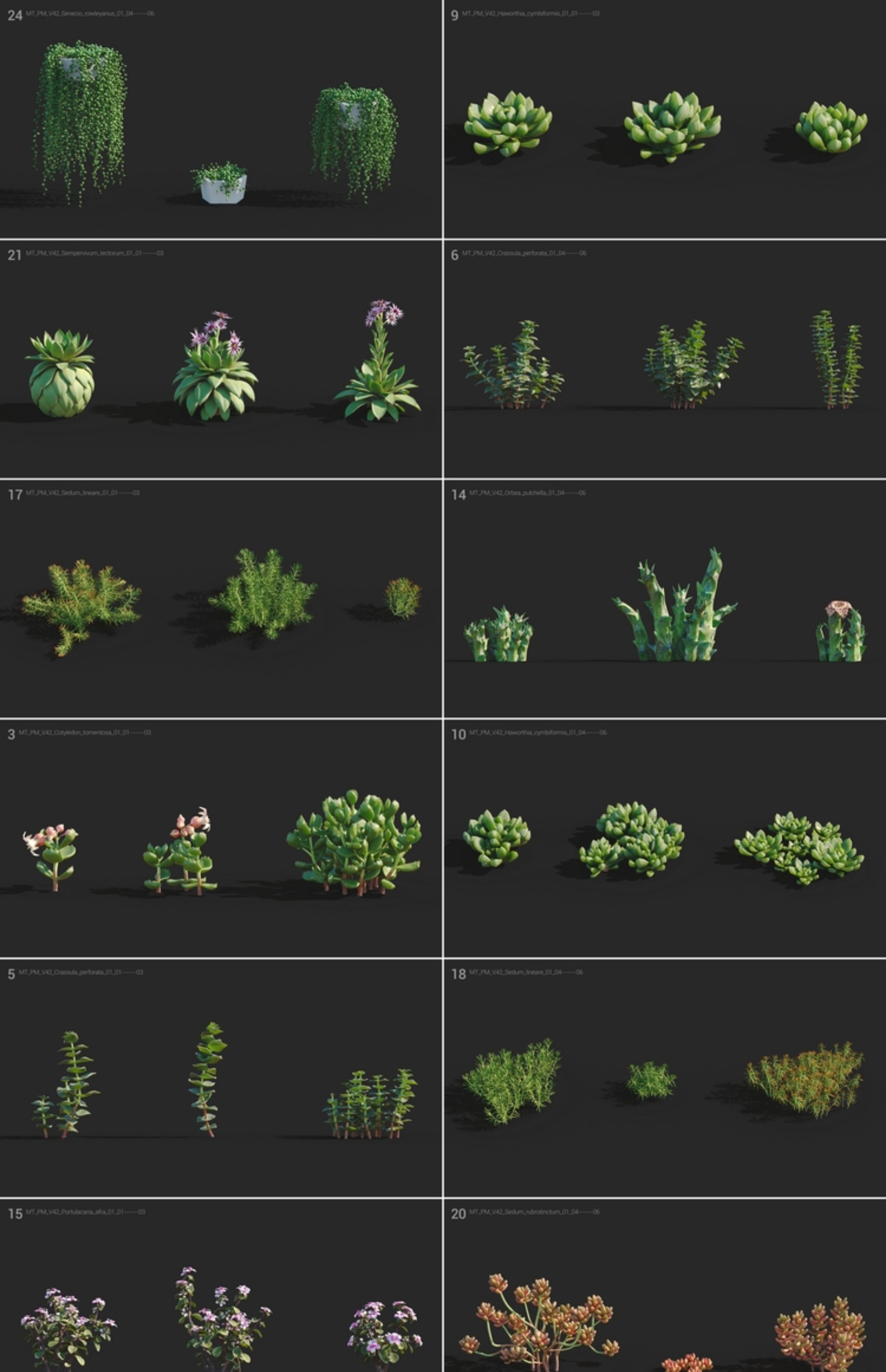 图片[3]-C4D黄花照波多肉植物FBX熊童子OBJ星乙女Maya爪玫瑰水晶掌月兔耳-cg男孩