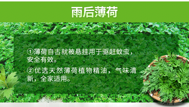 超威 雨后薄荷驱蚊香 40盘*6桶 图3