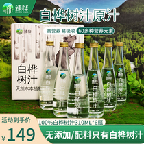 Xiaoxinganling jus de bouleau naturel jus original 100% contenu eau plante boisson 0 ajout 310 ml * 6 bouteilles