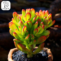Green Field Gardening) sucking Tree big old pile succulent plant flower office combination fleshy green plant height 10-12cm