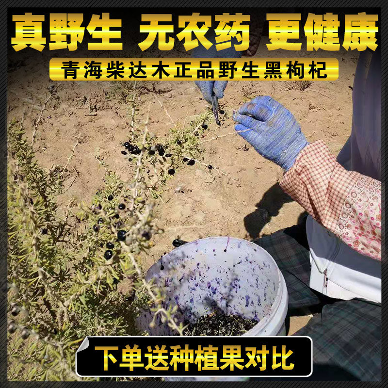 (True wild) Qinghai Nomuhong black goji berry special grade large fruit 500g non-Xinjiang Ningxia no-washed berry