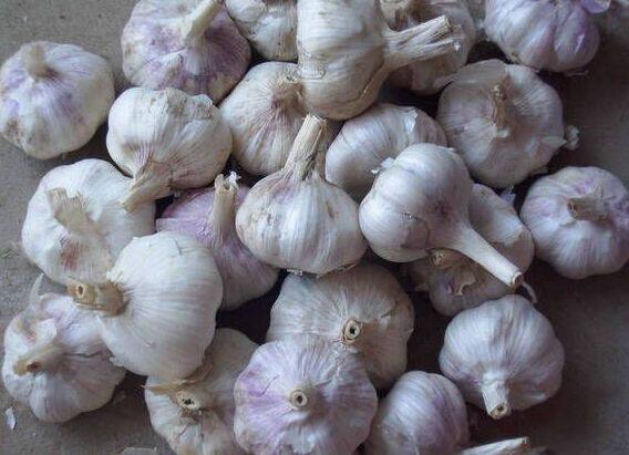 Cantonese farm home fresh garlic Garlic Fresh Chaoshan Farm Produce Vegetable Vegetarian Condiments Sugar Vinegar Garlic Farmhouse Self-Planted Vegetables