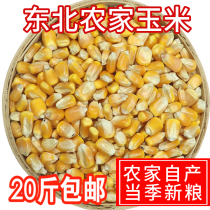 Northeast farmhouse corn corn kernels large grain dry corn wine feeding pigeon grains grains fresh 20 catties 10kg