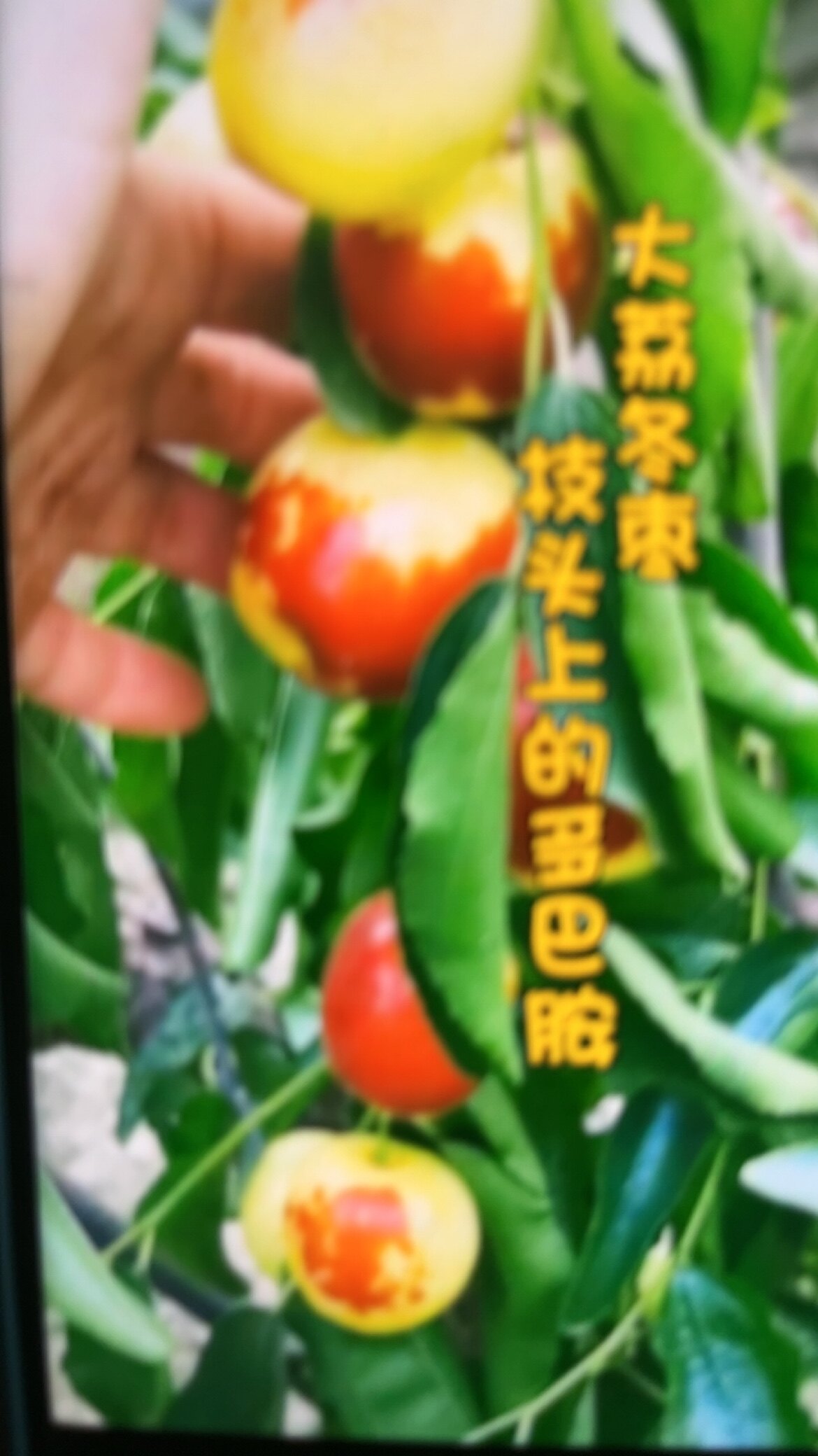 大荔农场的LOGO