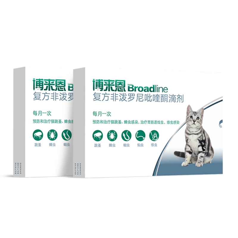 【双11预售】博来恩猫