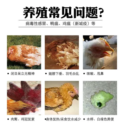 Птица против антивирусной холодной курицы и куриного особого лекарства Синкенг Эпидемическая куриная вакцина против чумы качает головой и бросает грипп из носа