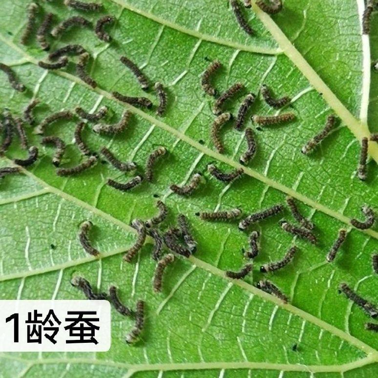 蚕宝宝活体套装:🌱亲手养蚕,见证蜕变奇迹!学生必备科学实验盒! -蚕宝宝-淘宝好物网