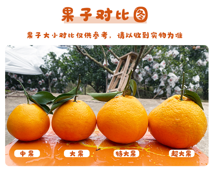 【四川10斤丑橘】春见耙耙柑新鲜水果丹棱
