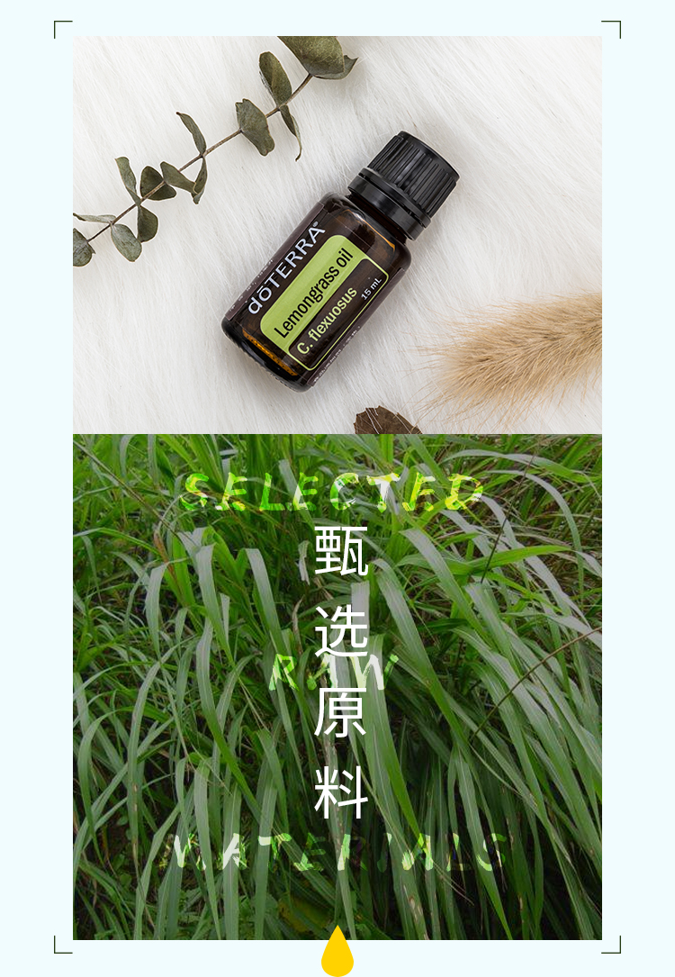 Tinh dầu bạc hà Dotray tinh dầu một mặt Dầu bạc hà Mỹ doTERRA chính thức trang web chính hãng 15ml - Tinh dầu điều trị tinh dầu quế
