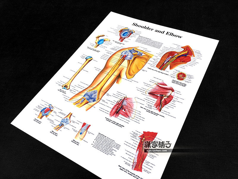 Shoulder elbow joint human structure anatomy map medical teaching wall chart decorative painting poster