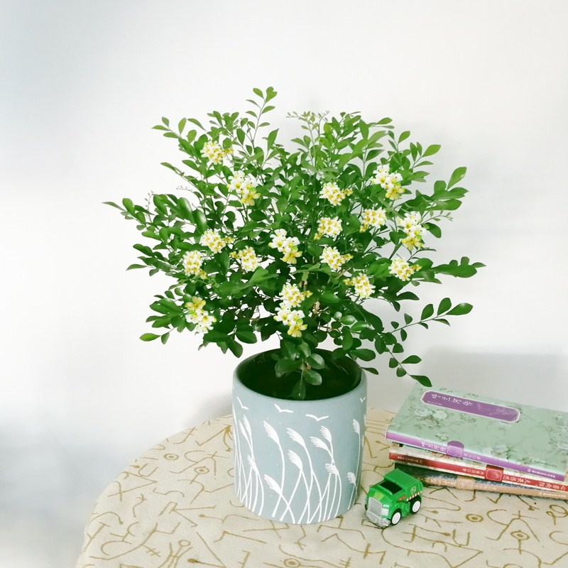 Intense Aroma Type Four Seasons Green Planting Bonsai Nighttime Aroma of the fragrant family Kyu fragrant Miao Miao sapiang ten thousand Rivern ten thousand Riverly fragrant flowers Miao