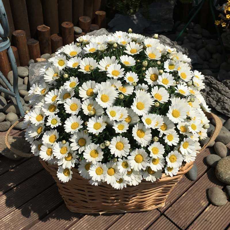 Small white flower green plants are suitable for northern planting garden garden plants flowering small daisy potted white crystal chrysanthemum seedlings
