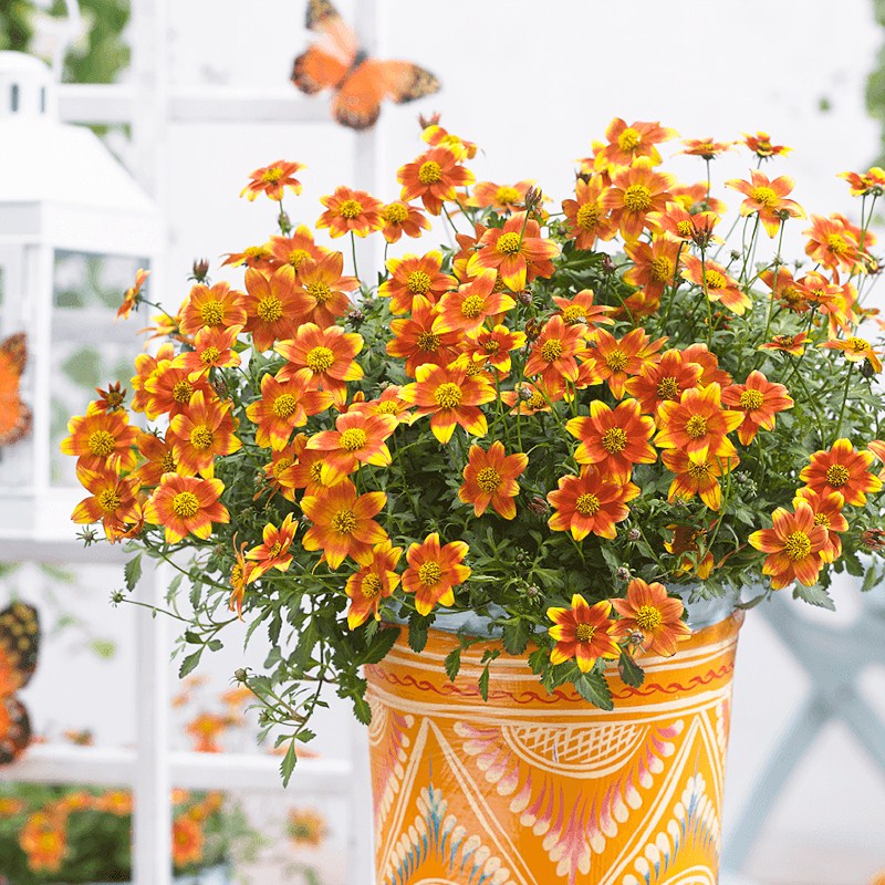 Balcony flower viewing plant flowers cold-resistant green plant courtyard planting potted ghost needle grass flower seedlings easy to grow and live flower seedlings