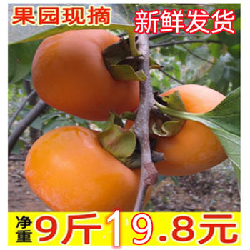Persimmon fruit guangxi gongcheng fruit hard persimmon
