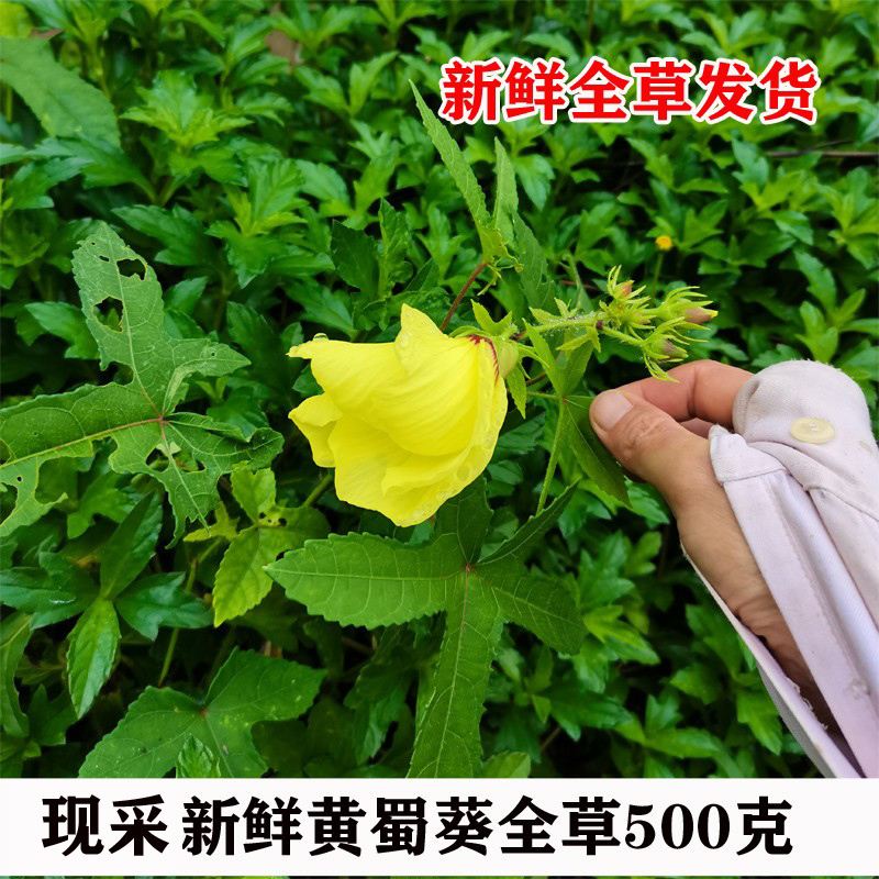 Fresh Yellow Hibiscus, Fake Star Fruit, Yellow Hibiscus, Wild Cotton Flower, Hibiscus, Hemp Mountain Oil Hemp, Chinese Medicinal Herb, Whole Plant 500g Free Shipping