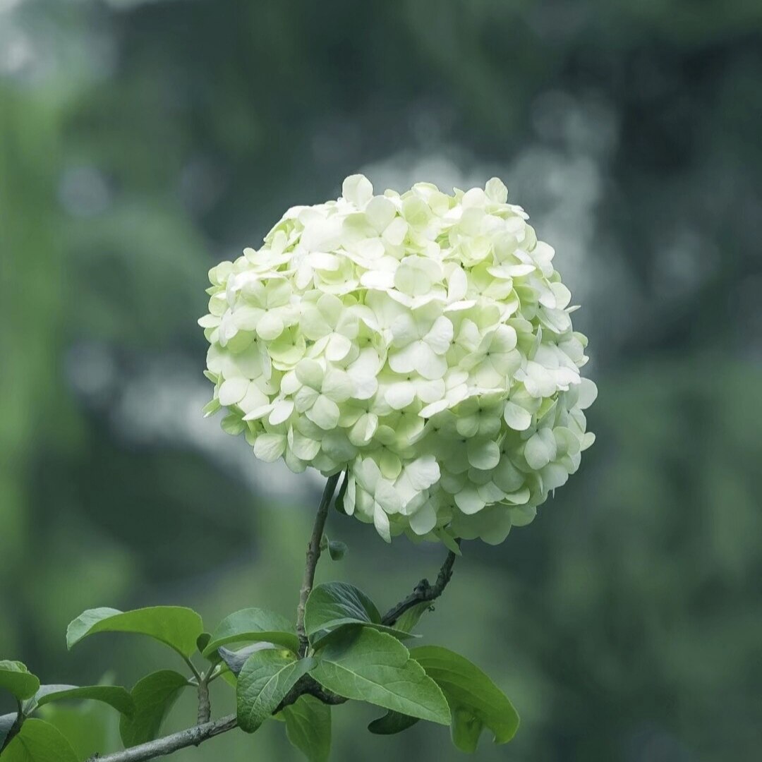 阿涛的花园