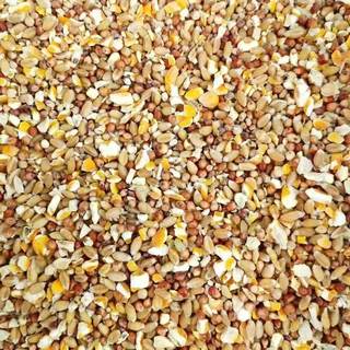10 jin jin of sorghum, wheat and corn is equal to 0.5 kilograms of corn feed for chickens