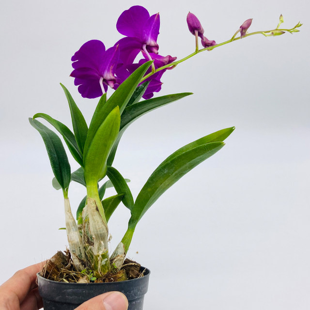 ດອກກ້ວຍໄມ້ Dendrobium potted orchid indoor with buds and foil , desk office , living room , air purifying , ດອກໄມ້ຂຽວຕະຫຼອດປີ